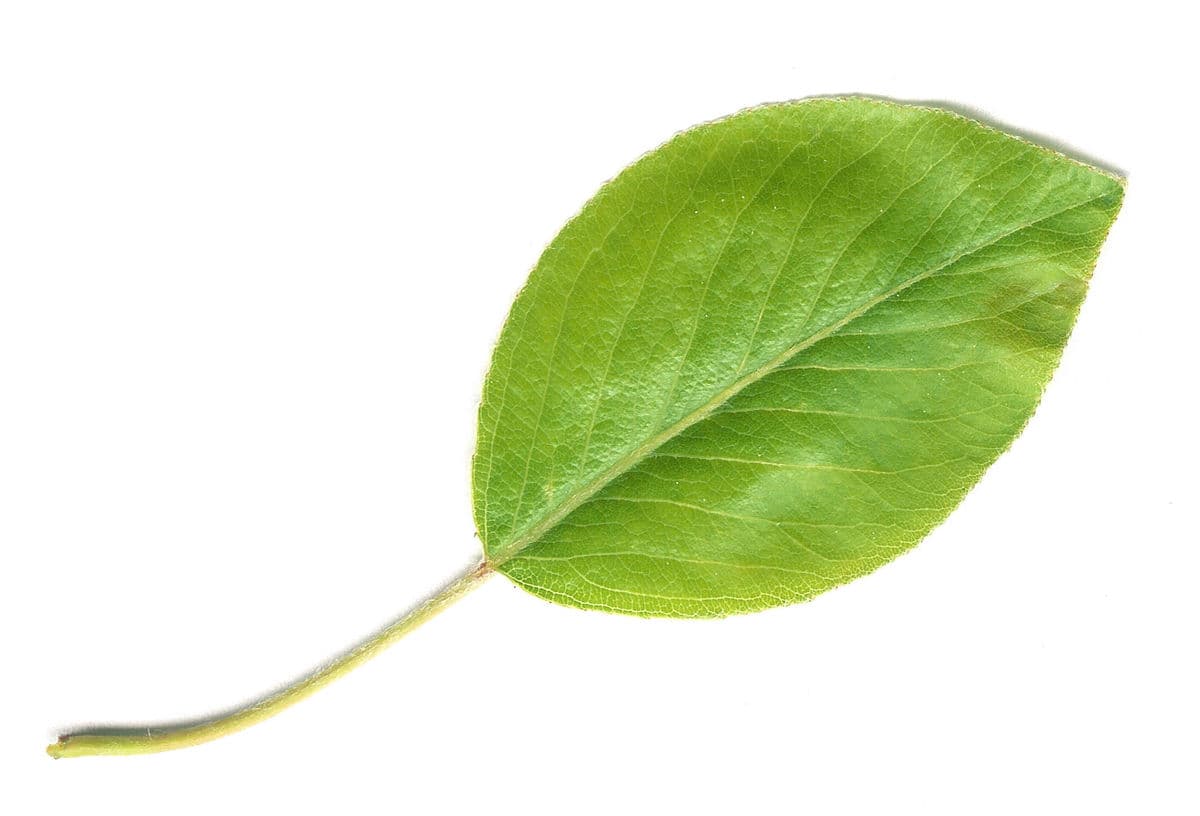 Question Image