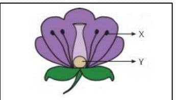 Question Image