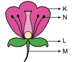 Question Image