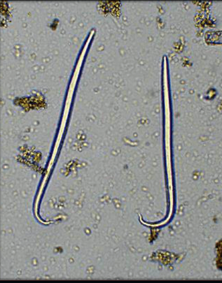 Question Image