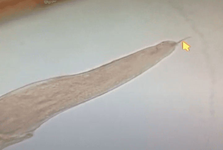 Question Image