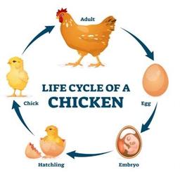 placeholder image to represent content