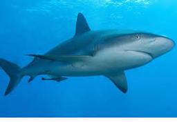 placeholder image to represent content