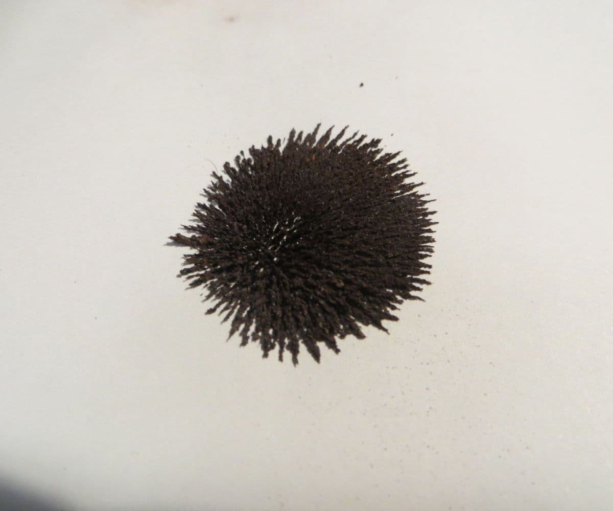 Question Image