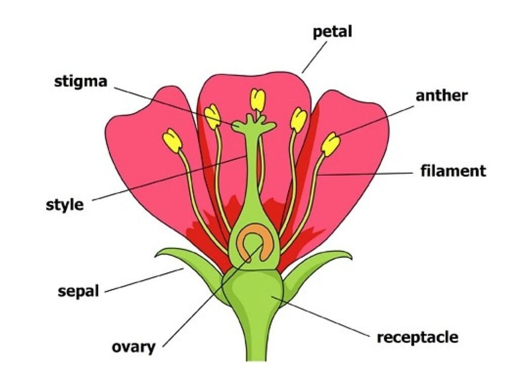 Question Image