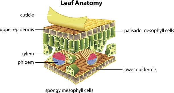 Question Image