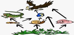 placeholder image to represent content