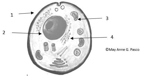 Question Image