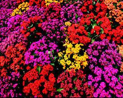 placeholder image to represent content