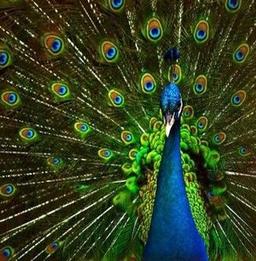 placeholder image to represent content