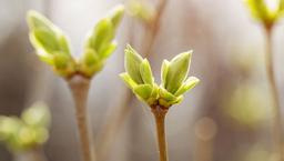 placeholder image to represent content