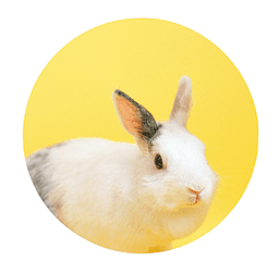 placeholder image to represent content