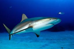 placeholder image to represent content