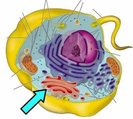 Question Image