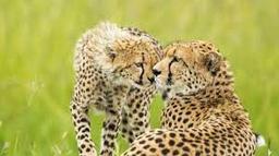 placeholder image to represent content