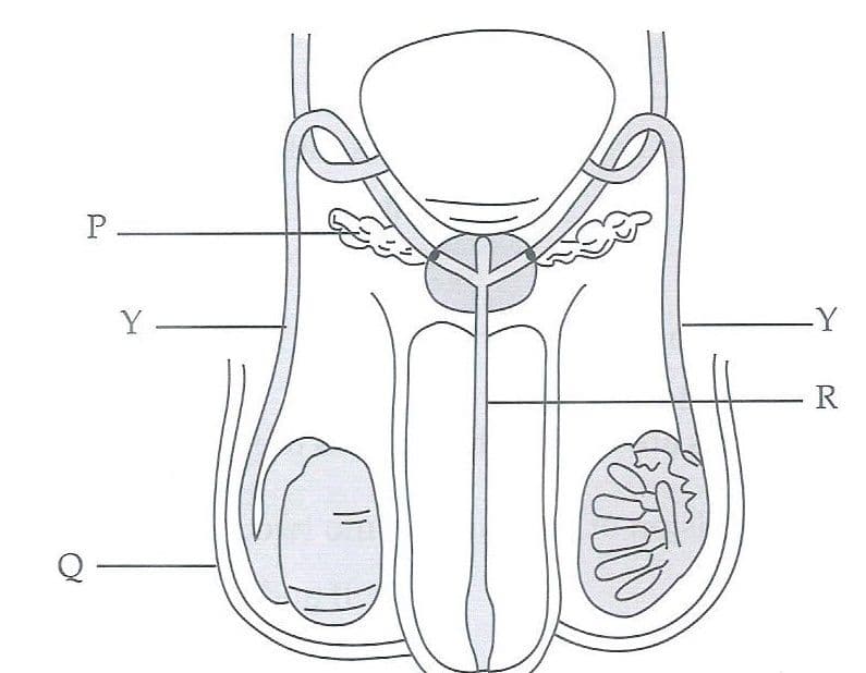 Question Image