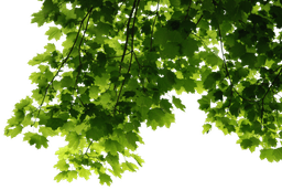 placeholder image to represent content