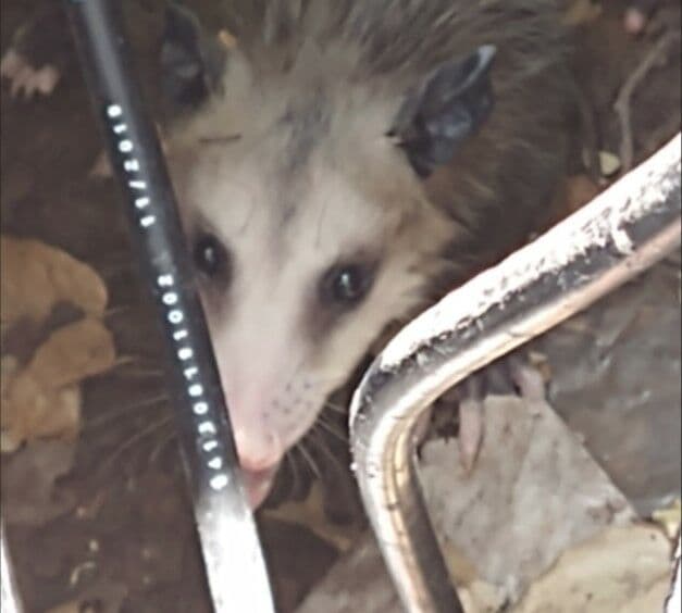 Question Image