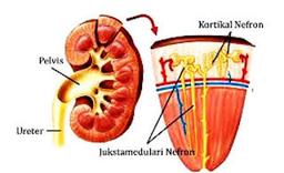 placeholder image to represent content