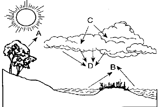 Question Image