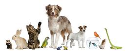 placeholder image to represent content
