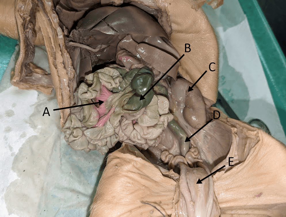 Question Image