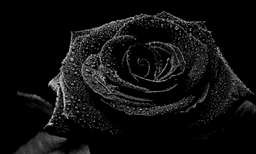 placeholder image to represent content