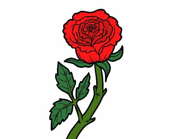 Answer Image