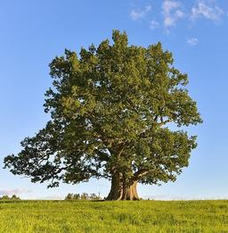 placeholder image to represent content