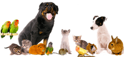 placeholder image to represent content