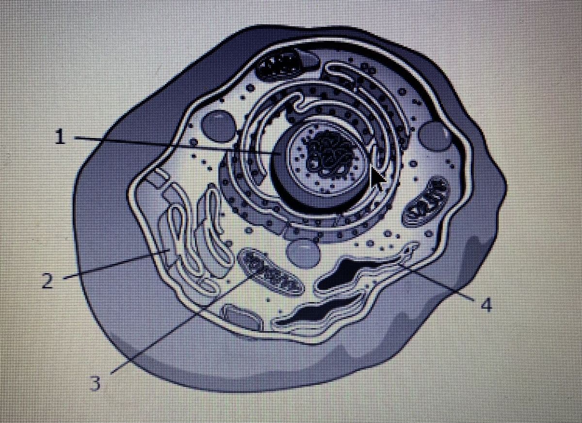 Question Image