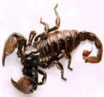 placeholder image to represent content