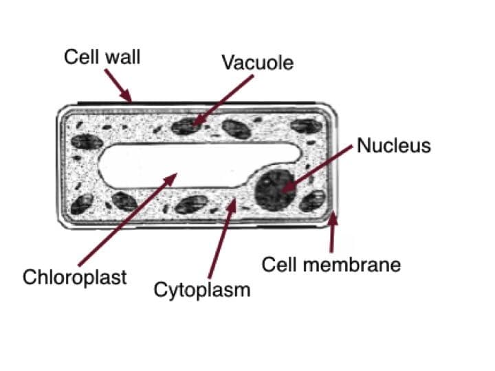 Question Image