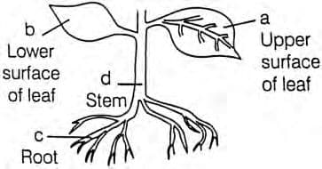 Question Image
