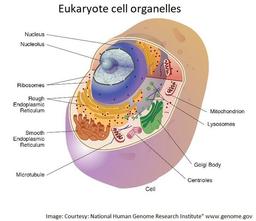 placeholder image to represent content