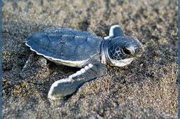 placeholder image to represent content