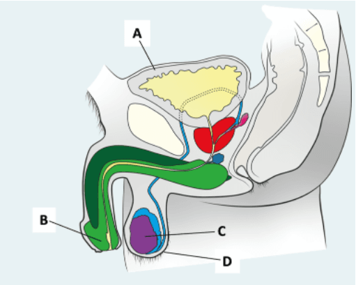 Question Image