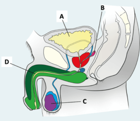 Question Image