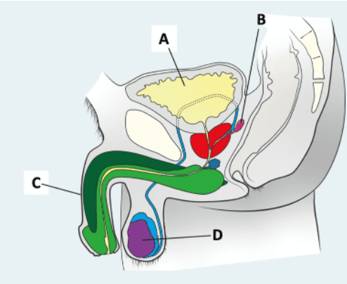 Question Image