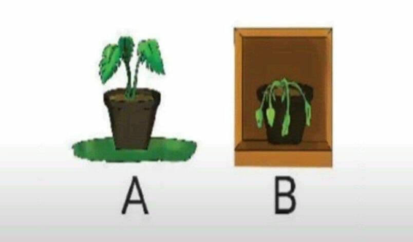 Question Image