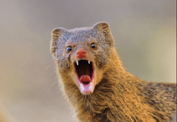 placeholder image to represent content