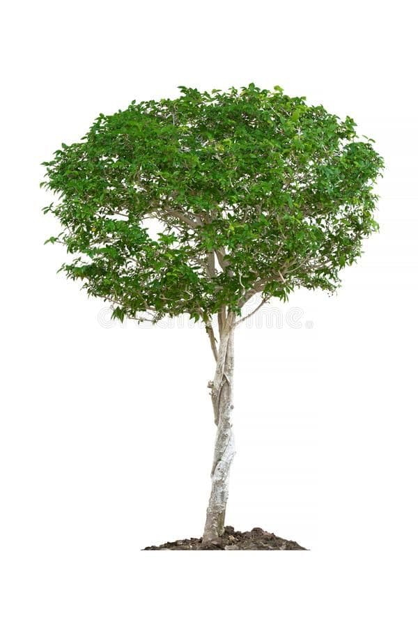 Question Image