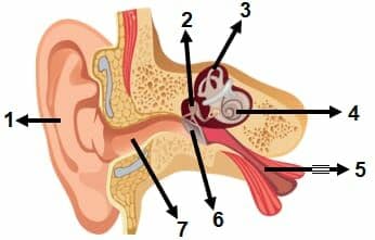Question Image