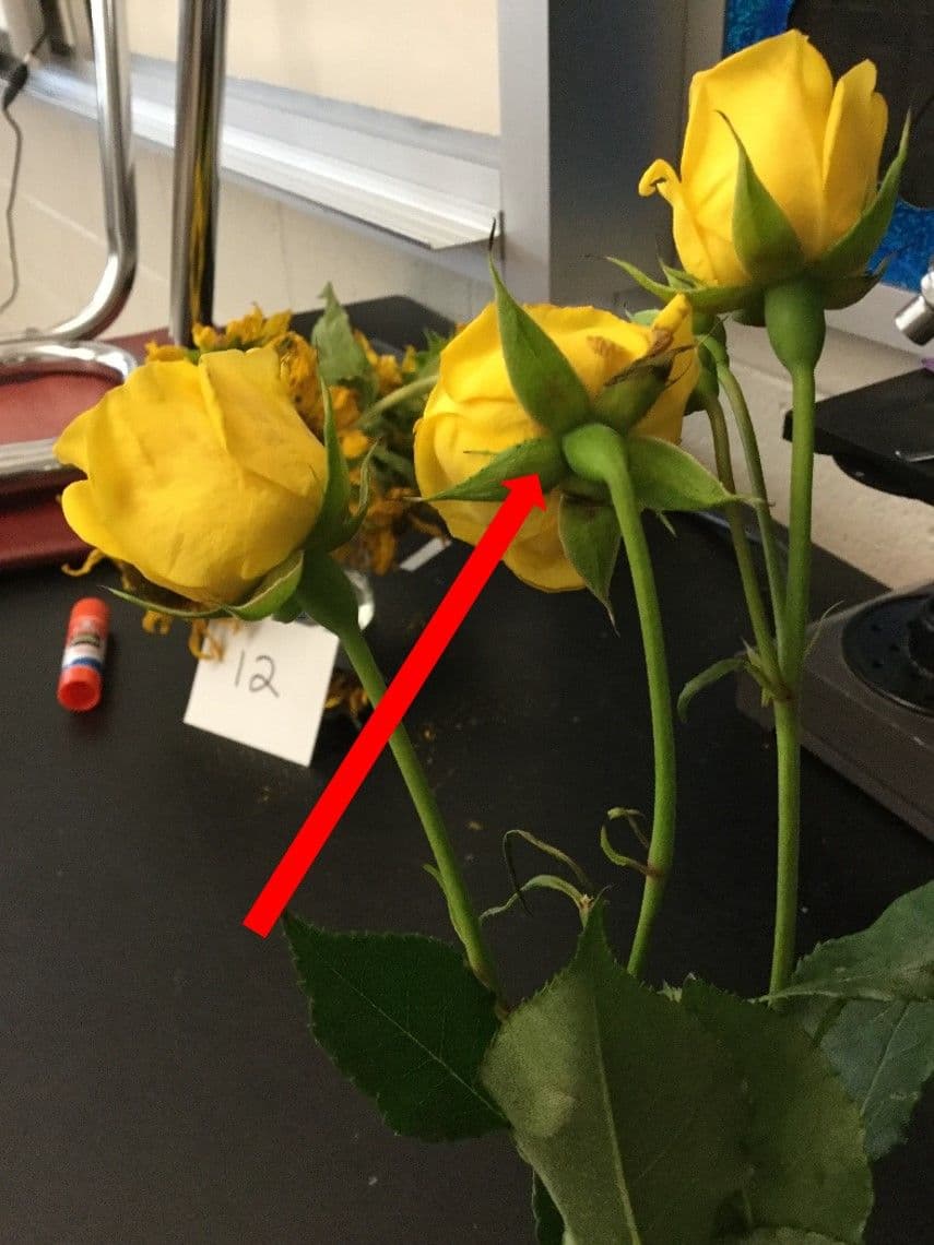 Question Image