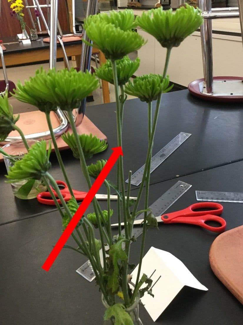 Question Image