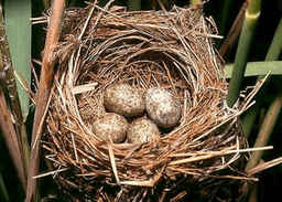 placeholder image to represent content