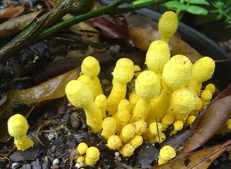 Question Image