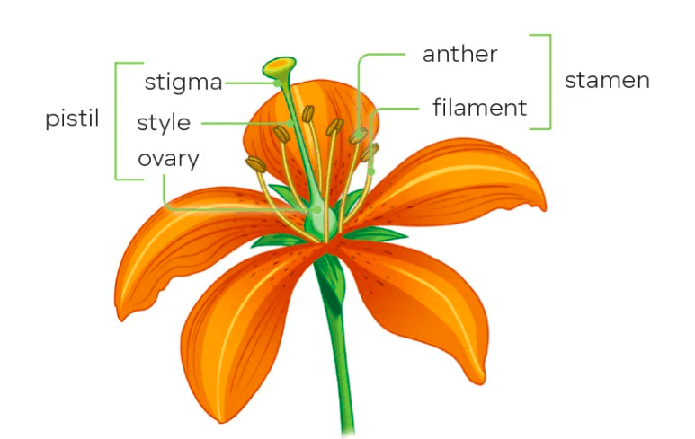 Question Image