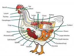 placeholder image to represent content