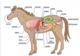 placeholder image to represent content